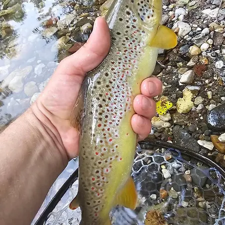 Doksas Deguric Apartment Belic