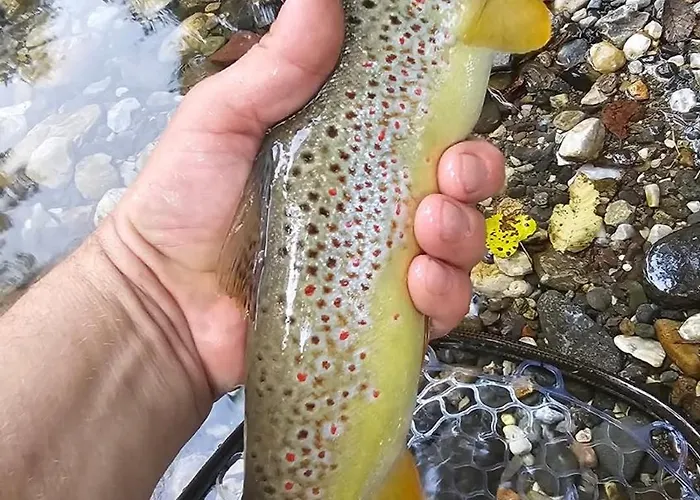 Doksas Deguric Апартаменты Belic