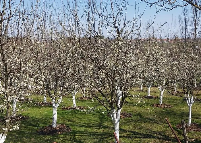 Doksas Deguric Апартаменты Belic